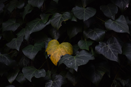 Phototaetig  | Herz des Waldes  | Landschaftsfotograf auf alleFotografen