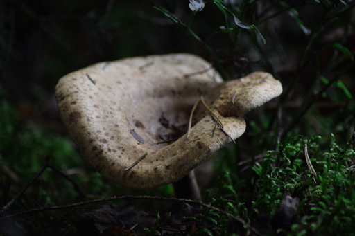 Phototaetig  | Herz des Waldes  | Landschaftsfotograf auf alleFotografen