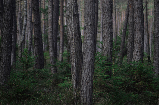Phototaetig  | Herz des Waldes  | Landschaftsfotograf auf alleFotografen