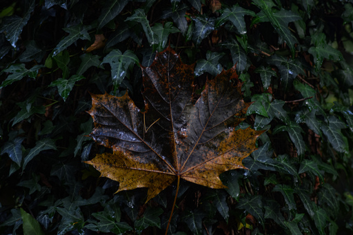 Phototaetig  | Herz des Waldes  | Landschaftsfotograf auf alleFotografen
