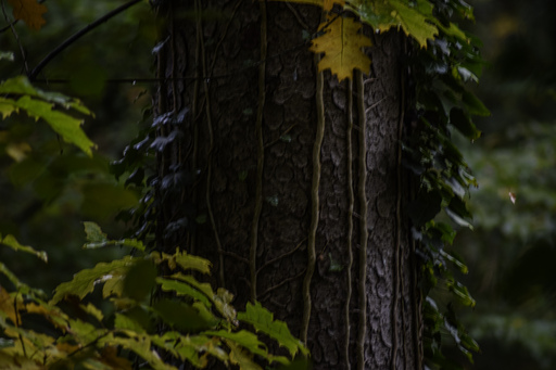 Phototaetig  | Herz des Waldes  | Landschaftsfotograf auf alleFotografen
