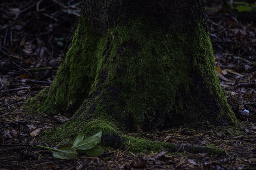 Phototaetig  | Herz des Waldes  | Landschaftsfotograf auf alleFotografen
