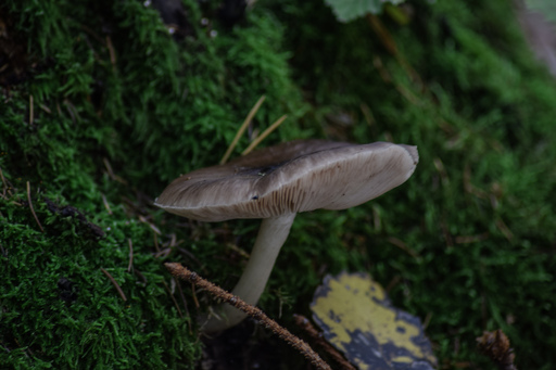 Phototaetig  | Herz des Waldes  | Landschaftsfotograf auf alleFotografen