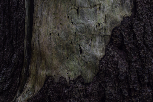 Phototaetig  | Herz des Waldes  | Landschaftsfotograf auf alleFotografen