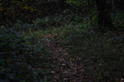 Phototaetig  | Herz des Waldes  | Landschaftsfotograf auf alleFotografen
