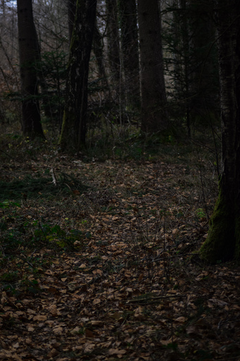 Phototaetig  | Herz des Waldes  | Landschaftsfotograf auf alleFotografen