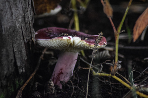 Phototaetig  | Hüte  | Landschaftsfotograf auf alleFotografen