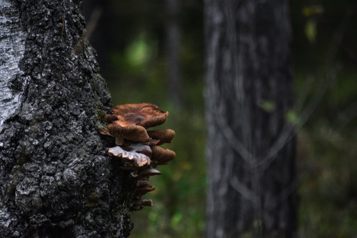 Phototaetig  | Hüte  | Landschaftsfotograf auf alleFotografen