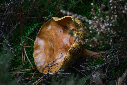 Phototaetig  | Hüte  | Landschaftsfotograf auf alleFotografen
