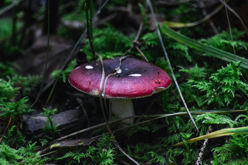 Phototaetig  | Hüte  | Landschaftsfotograf auf alleFotografen