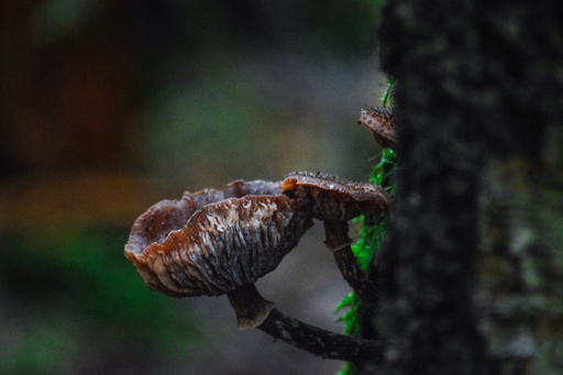 Phototaetig  | Hüte  | Landschaftsfotograf auf alleFotografen