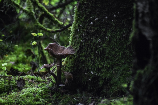 Phototaetig  | Hüte  | Landschaftsfotograf auf alleFotografen