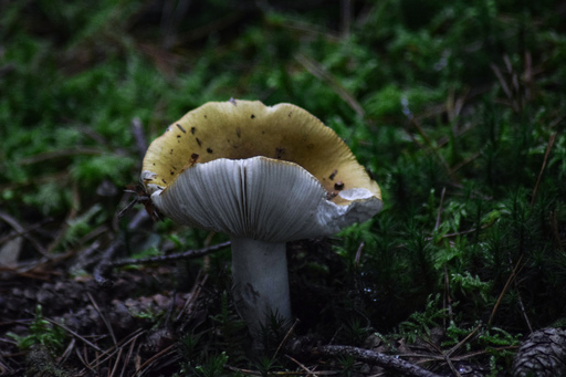 Phototaetig  | Hüte  | Landschaftsfotograf auf alleFotografen