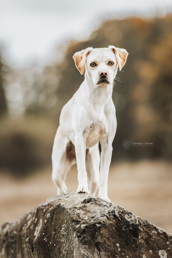 Vanessagernerphotography | Hundefotografie | Babyfotograf auf alleFotografen