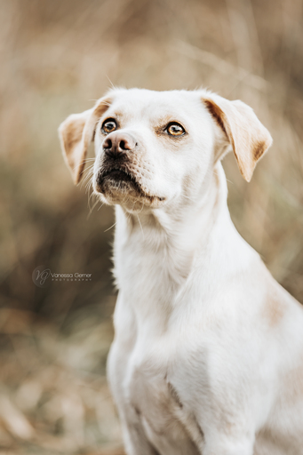 Vanessagernerphotography | Hundefotografie | Familienfotograf auf alleFotografen