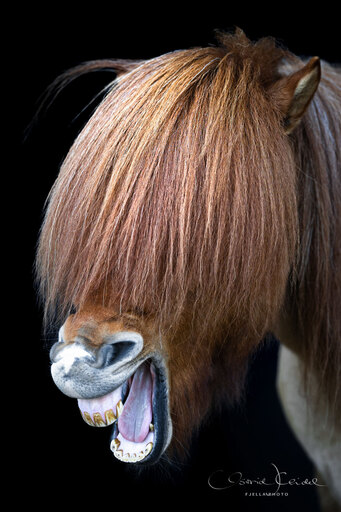 fjella.photo | Black Magic | Tierfotograf auf alleFotografen