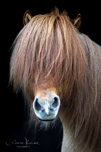 fjella.photo | Black Magic | Hundefotograf auf alleFotografen