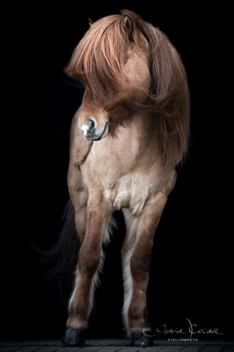 fjella.photo | Black Magic | Sportfotograf auf alleFotografen