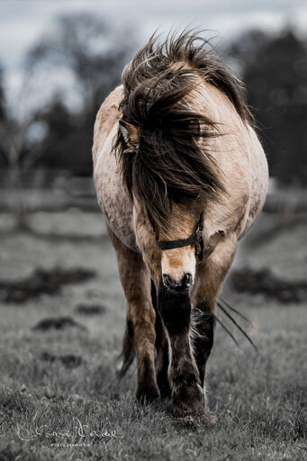 fjella.photo | Outdoor | Tierfotograf auf alleFotografen