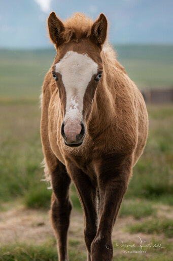 fjella.photo | Fohlen | Hundefotograf auf alleFotografen