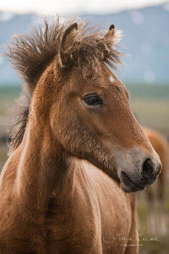fjella.photo | Fohlen | Sportfotograf auf alleFotografen