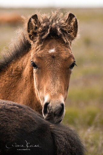 fjella.photo | Fohlen | Sportfotograf auf alleFotografen