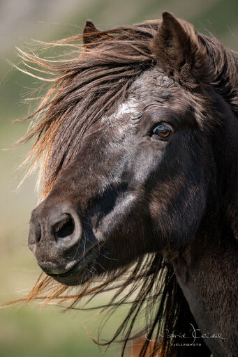 fjella.photo | Portrait | Tierfotograf auf alleFotografen