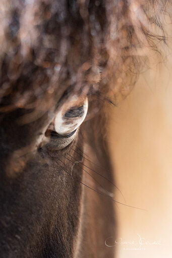 fjella.photo | Portrait | Pferdefotograf auf alleFotografen