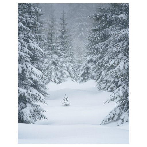 Kristin Weinhold | Natur und Landschaft | Portraitfotograf auf alleFotografen