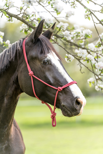 Kristin Weinhold | Tier im Fokus | Paarfotograf auf alleFotografen