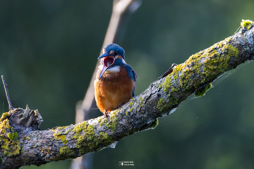 Fototrainer Wink | Wildlife | Sportfotograf auf alleFotografen