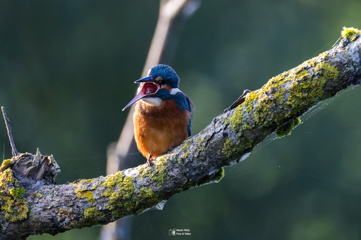Fototrainer Wink | Wildlife | Architekturfotograf auf alleFotografen