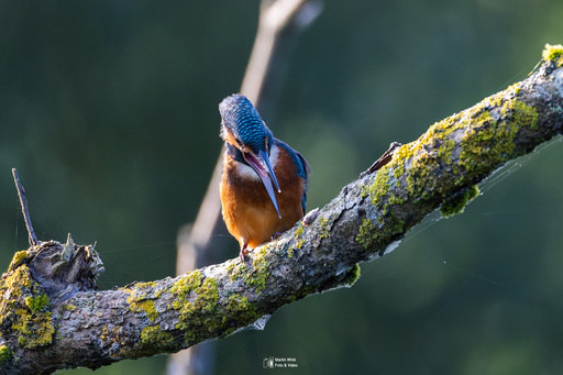Fototrainer Wink | Wildlife | Landschaftsfotograf auf alleFotografen