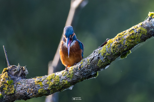 Fototrainer Wink | Wildlife | Landschaftsfotograf auf alleFotografen