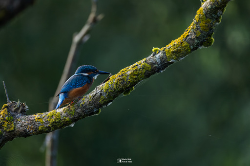 Fototrainer Wink | Wildlife | Luftbildfotograf auf alleFotografen