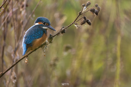 Fototrainer Wink | Wildlife | Tierfotograf auf alleFotografen