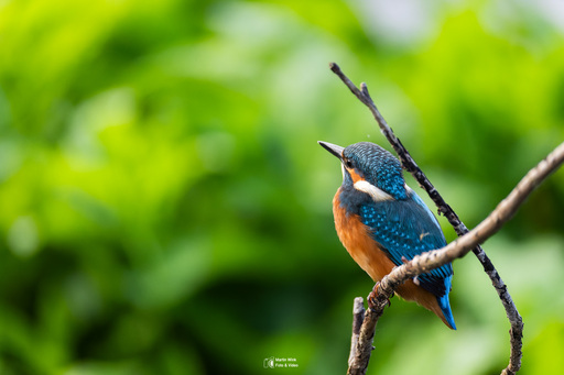 Fototrainer Wink | Wildlife | Tierfotograf auf alleFotografen