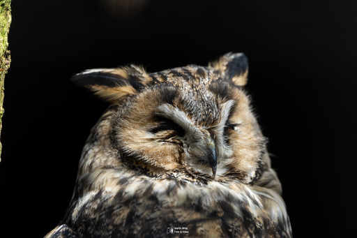 Fototrainer Wink | Wildlife | Landschaftsfotograf auf alleFotografen