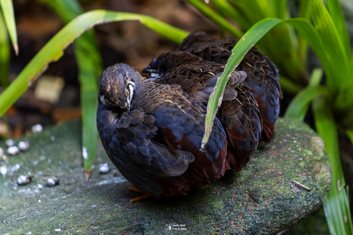 Fototrainer Wink | Wildlife | Konzertfotograf auf alleFotografen