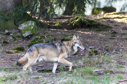 Fototrainer Wink | Wildlife | Sportfotograf auf alleFotografen