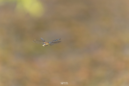Fototrainer Wink | Wildlife | Pferdefotograf auf alleFotografen