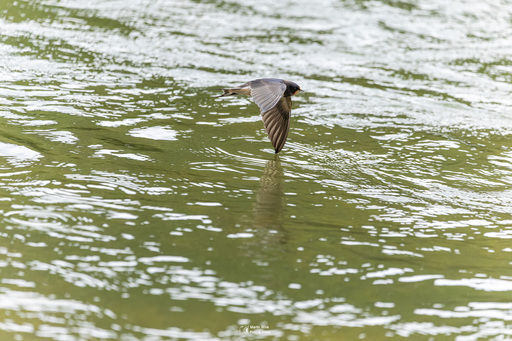 Fototrainer Wink | Wildlife | Hochzeitsfotograf auf alleFotografen