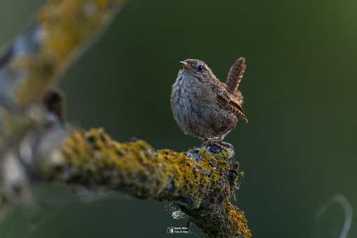 Fototrainer Wink | Wildlife | Tierfotograf auf alleFotografen