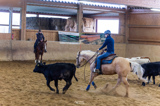 Fototrainer Wink | Pferde | Tierfotograf auf alleFotografen