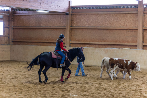 Fototrainer Wink | Pferde | Konzertfotograf auf alleFotografen