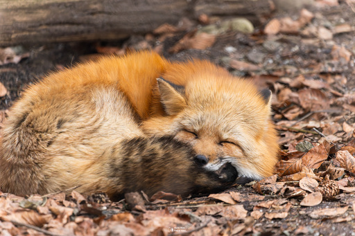 Fototrainer Wink | Wildlife | Sportfotograf auf alleFotografen