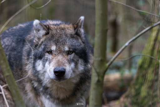 Fototrainer Wink | Wildlife | Hochzeitsfotograf auf alleFotografen