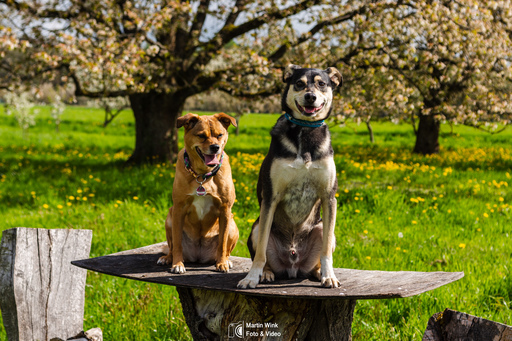 Fototrainer Wink | Hunde | Architekturfotograf auf alleFotografen