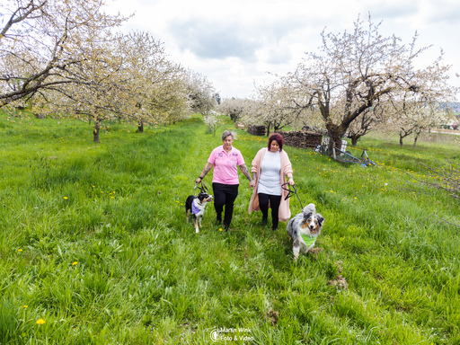 Fototrainer Wink | Drohne | Hundefotograf auf alleFotografen