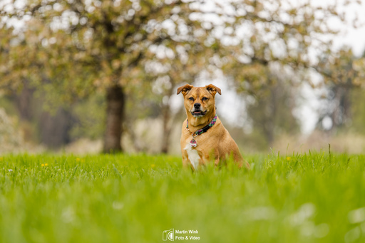 Fototrainer Wink | Hunde | Konzertfotograf auf alleFotografen